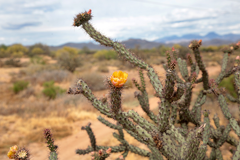 Arizona Cowboy College : Arizona : Richard Moore : Photographer